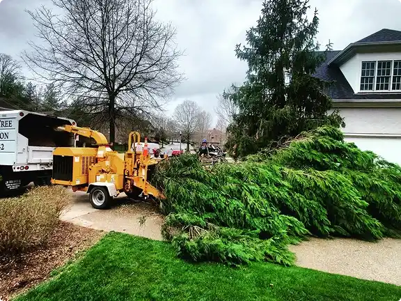 Emergency tree service in Franklin TN removing a large evergreen that fell against a house, with a wood chipper working on site